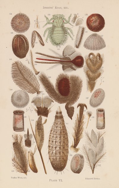 Bajo el microscopio: Huevos de insectos, etc (litografía en color) de English School