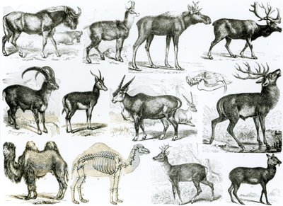 Ungulados o Animales con Pezuñas de English School