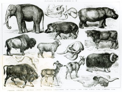 Ungulados o animales con pezuñas de English School
