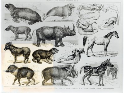 Ungulados o animales con pezuñas de English School