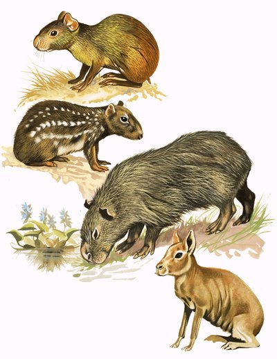 Montaje de animales no identificados de English School