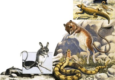 Montaje de animales no identificados con jerbo, serpiente y escorpión de English School