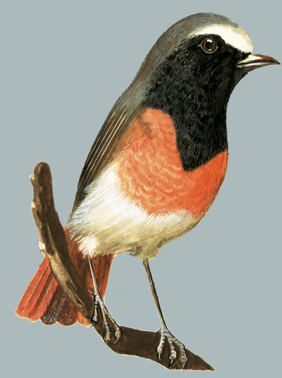 Pájaro no identificado de English School