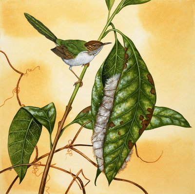 Pájaro no identificado de English School