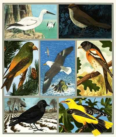 Montaje de pájaro no identificado de English School