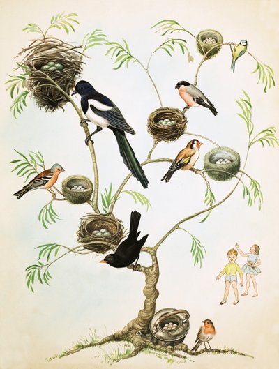 Montaje de aves y nidos no identificados de English School