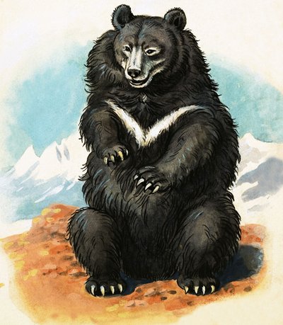 Raza de oso no identificada de English School