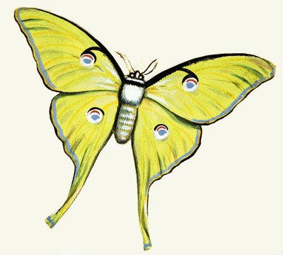 Mariposa no identificada de English School