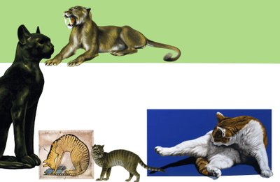 Montaje de gatos no identificados a través de los tiempos de English School