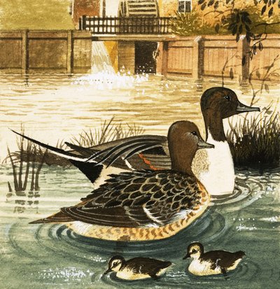 Patos no identificados de English School