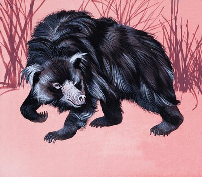 Animal peludo no identificado de English School