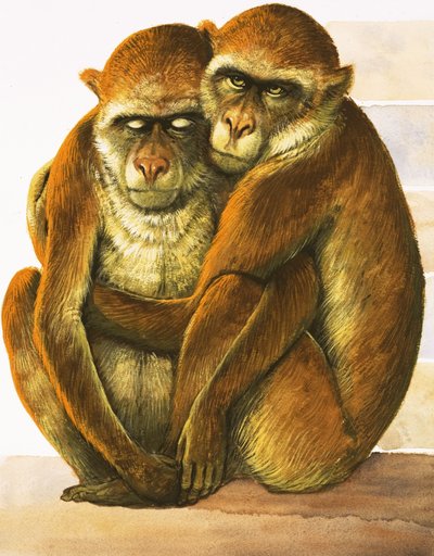 Monos no identificados de English School