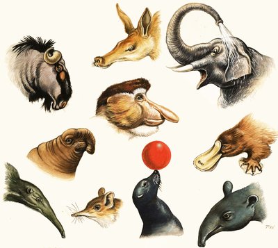Montaje no identificado de narices de animales de English School