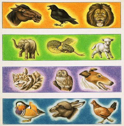 Montaje no identificado de animales de English School