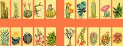 Montaje no identificado de cactus de English School