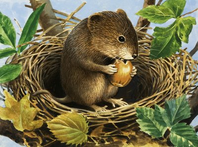 Ratón no identificado comiendo bellota en nido de English School