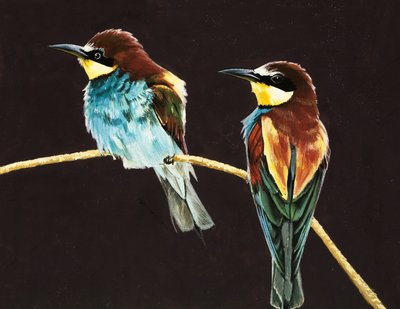 Pareja de aves no identificada de English School