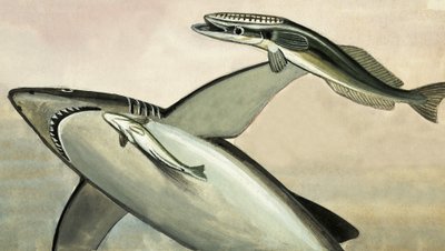 Tiburón y pez sin identificar de English School