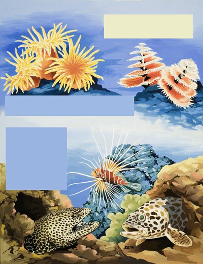 Fauna y flora submarinas no identificadas de English School