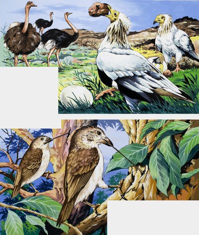 Hábitos alimenticios inusuales de las aves de English School