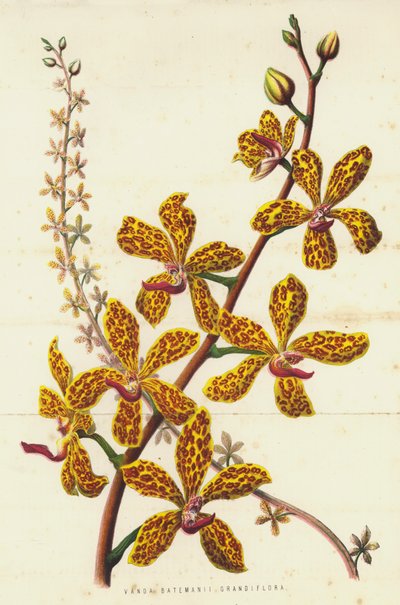 Vanda Batemanii Grandiflora (cromolitografía) de English School