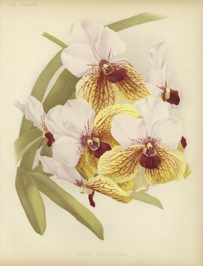 Vanda sanderiana de English School