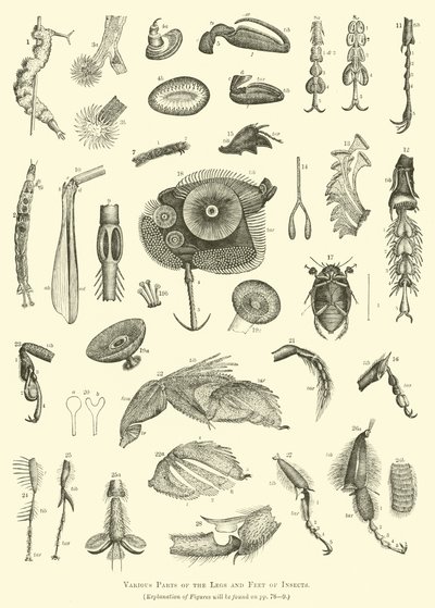 Varias partes de las patas y pies de los insectos de English School