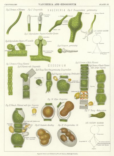 Vaucheria y Oedogonium de English School