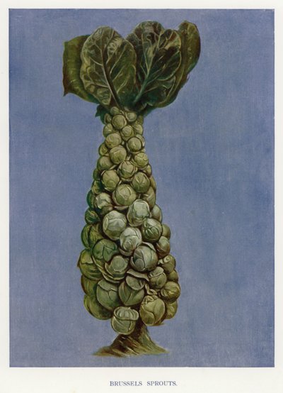 Guía del horticultor: Coles de Bruselas (litografía en color) de English School