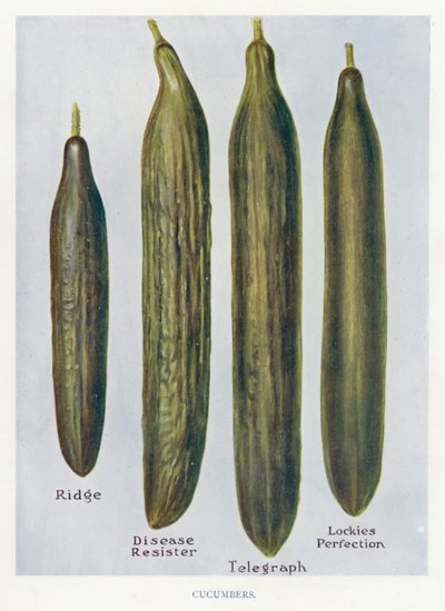 Guía del Cultivador de Vegetales: Pepinos (litografía en color) de English School