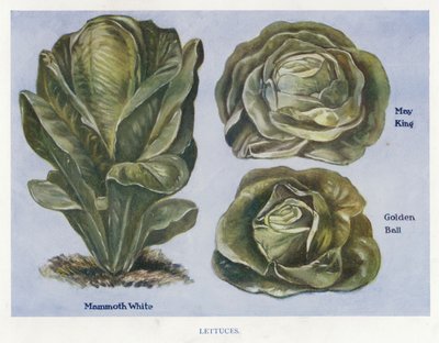 Guía del cultivador de vegetales: Lechugas de English School