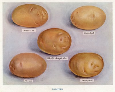 Guía del cultivador de vegetales: Patatas de English School