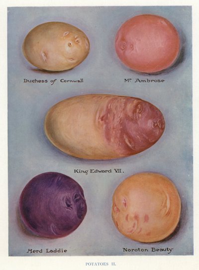 Guía del horticultor: Patatas (litografía en color) de English School