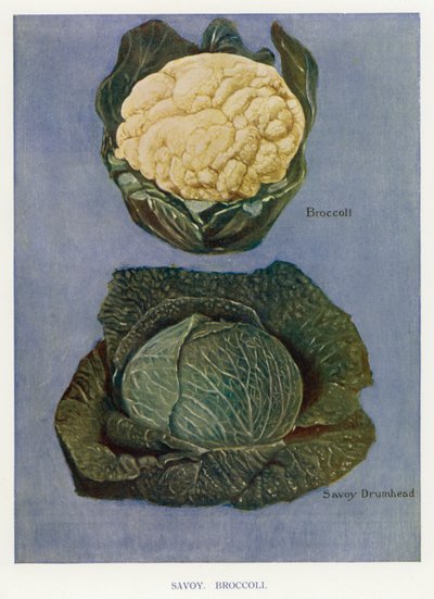 Guía del Cultivador de Vegetales: Col de Saboya, Brócoli (litografía en color) de English School