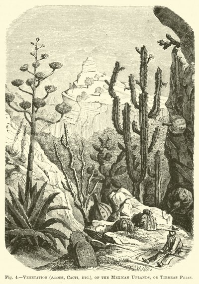 Vegetación (Aloes, Cactus, etc.), de las Tierras Altas Mexicanas, o Tierras Frías de English School