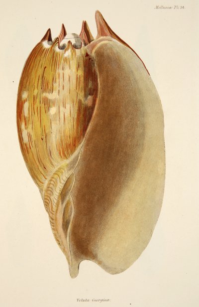 Veluta Georgina, de The Mollusca and Radiata, pub. 1833 de English School