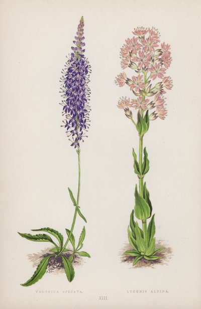 Veronica Spicata; Lychnis Alpina de English School