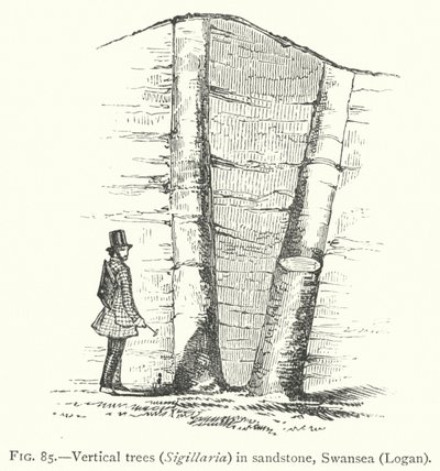 Árboles verticales, Sigillaria, en arenisca, Swansea, Logan de English School