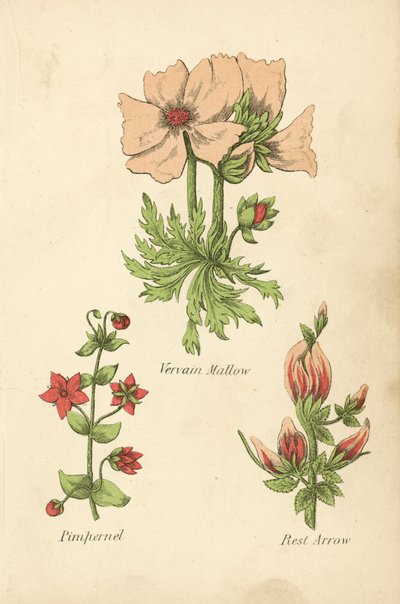 Malva de verbena, Pimpinela, Flecha de descanso (litografía en color) de English School
