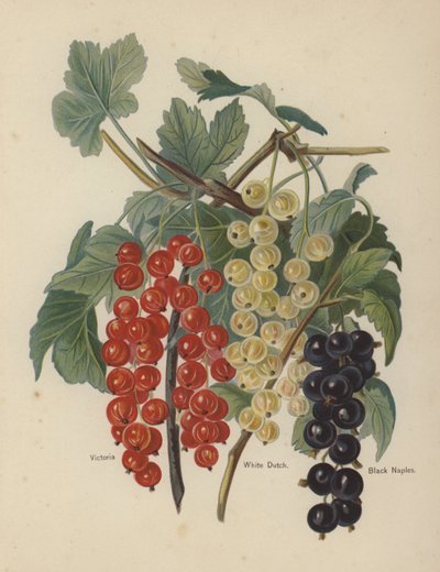 Victoria, White Dutch, Black Naples de English School