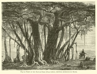 Vista del árbol de banyán (Ficus Indica), mostrando raíces adventicias de English School