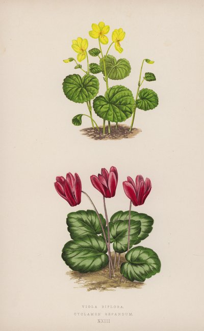 Viola Biflora; Cyclamen Repandum de English School