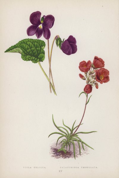 Viola Obliqua; Calandrinia Umbellata (litografía en color) de English School