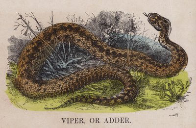 Víbora o áspid de English School