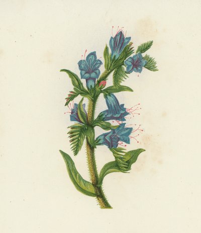 Echium vulgare (litografía en color) de English School