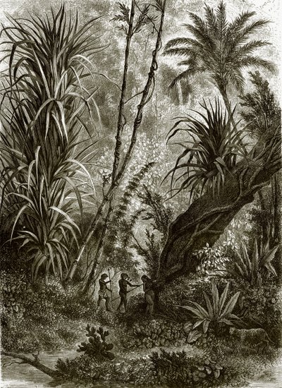 Selva virgen en Kar-Nikobar (Océano Índico) de English School