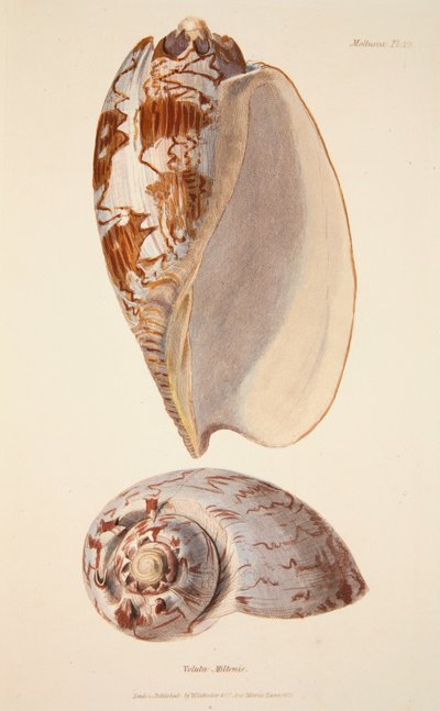 Voluta Miltonis, pub. 1833 grabado coloreado a mano de English School