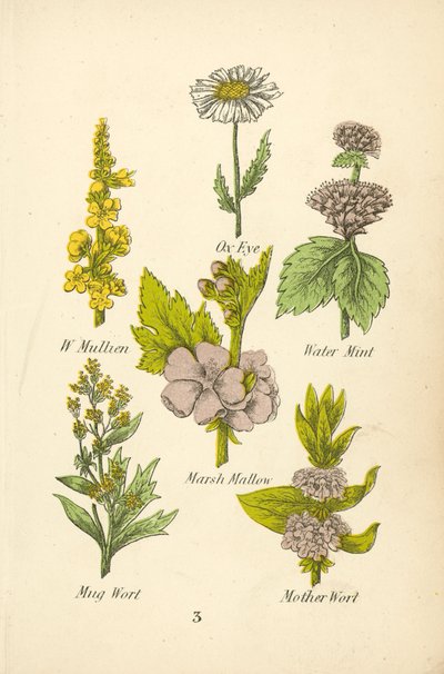 W Mullien, Ox Eye, Water Mint, Marsh Mallow, Mug Wort, Mother Wort (litografía en color) de English School