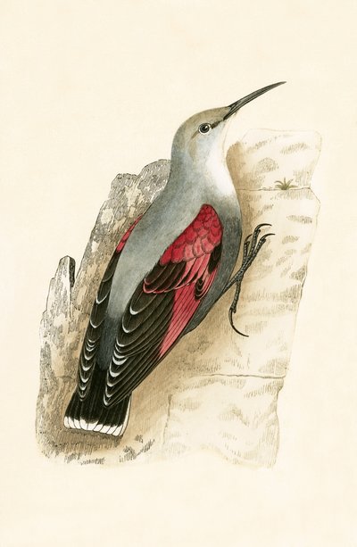 Trepador de muros, ilustración de 