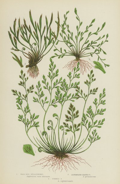 Spleenwort de ruda, Spleenwort de hoja alterna, Spleenwort bifurcada (litografía en color) de English School